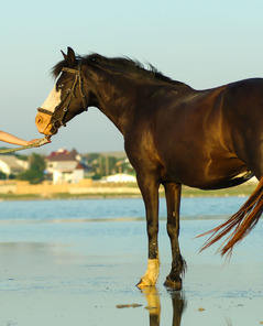 Altair My Soul Mate By Stunning 18